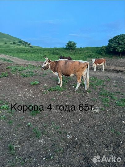 Коровы