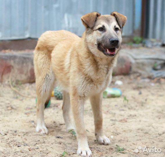 Отдаю щенка Купера в дар