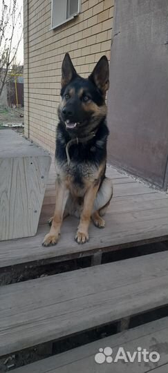Немецкая овчарка
