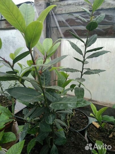 Цитрусовые растения