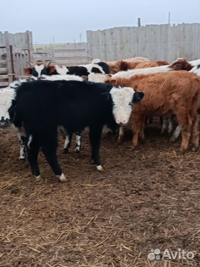 Бычки помеси