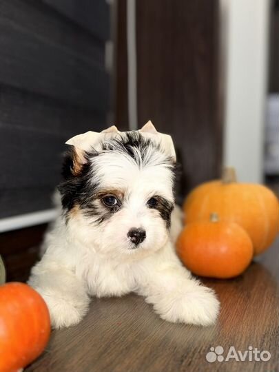 Щенки Бивера девочки