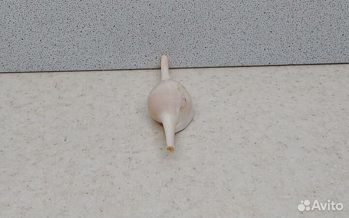 Волва 8,4 морская ракушка раковина