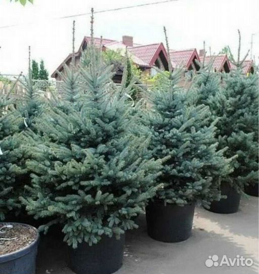 Ель Голубая