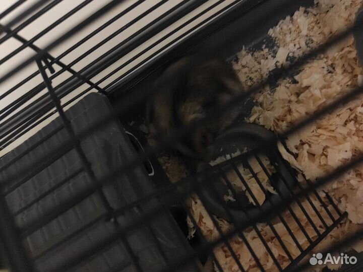 Клетка для грызунов бесплатно отдам