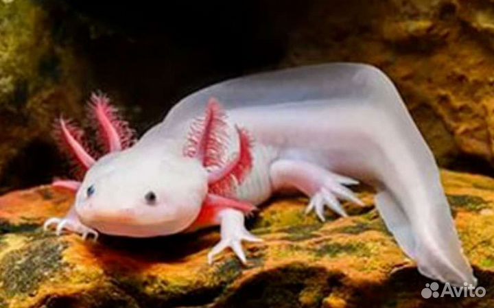 Аксолотли в магазине ассортимент