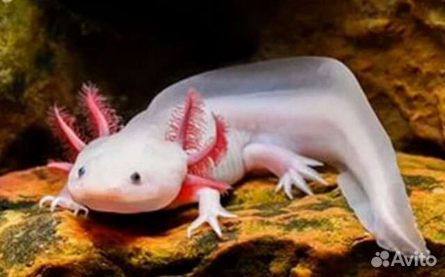 Аксолотли в магазине ассортимент