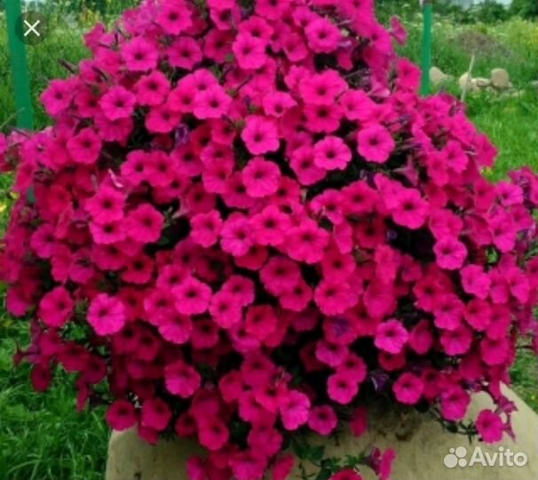 Петуния ампельная, каскадная, вегетативная