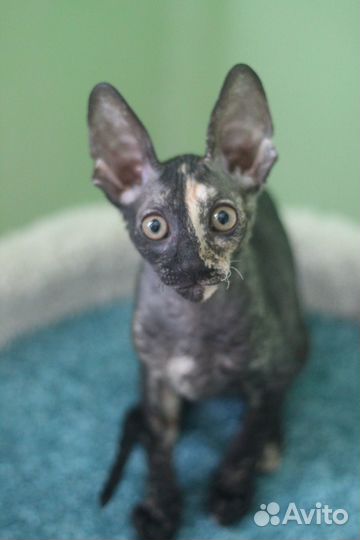 Кошечка Корниш-рекс