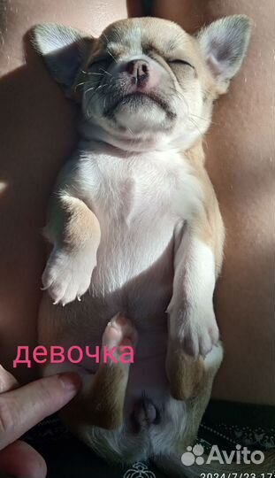 Щенки чихуахуа