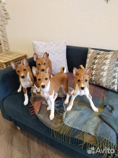 Щенки басенджи