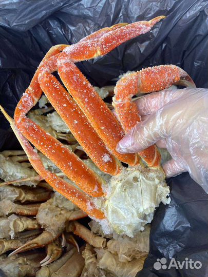 Краб Камчатский, Стригун и деликатесы