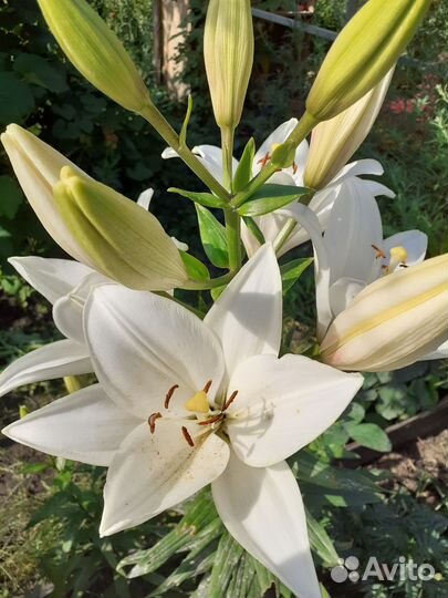 Луковицы сортовых лилий