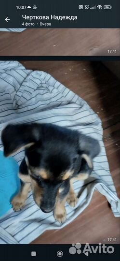 Той терьер щенок