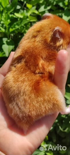 Сирийский хомяк