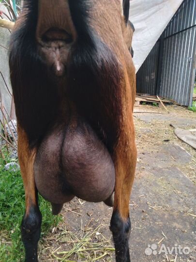 Коза чешская бурая 100