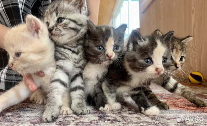 Котята в добрые руки