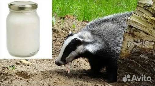 Барсучий жир Киров