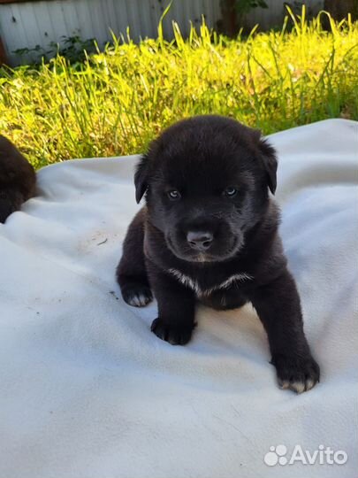 Щенки лабрадора помесь