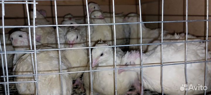 Яйца перепелиные инкубационное