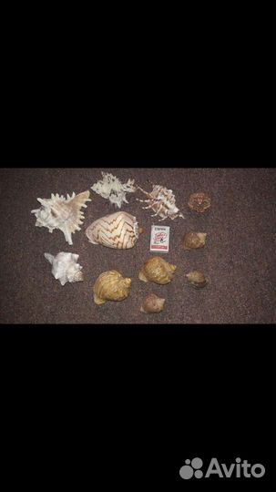 Ракушки для аквариума