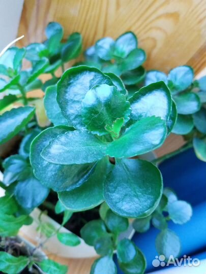 Черенки цветы Каланхоэ