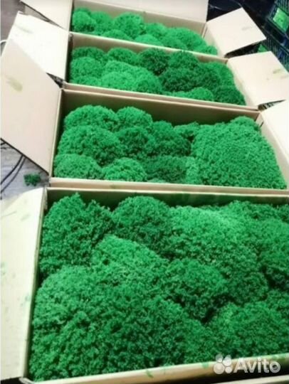 Вечно зеленый мох для дизайна эко панно кашпо