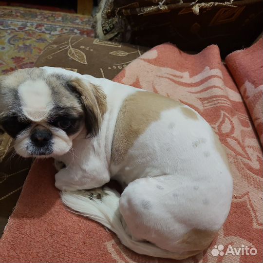 Собакапекинес