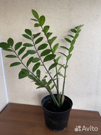 Комнатные растения