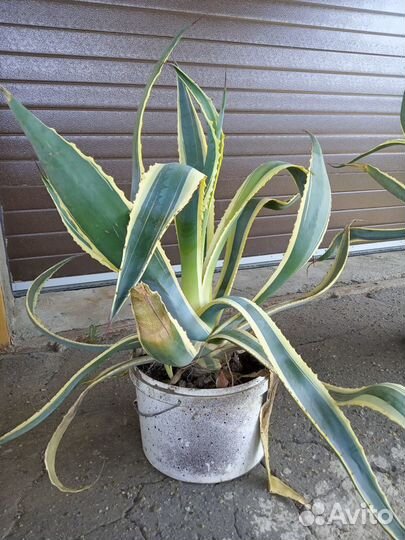 Алое Агава