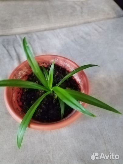 Комнатные цветы