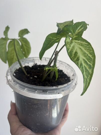 Продам цветы комнатные