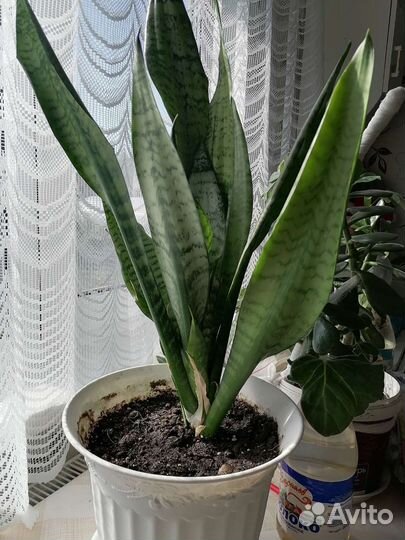 Комнатные цветы