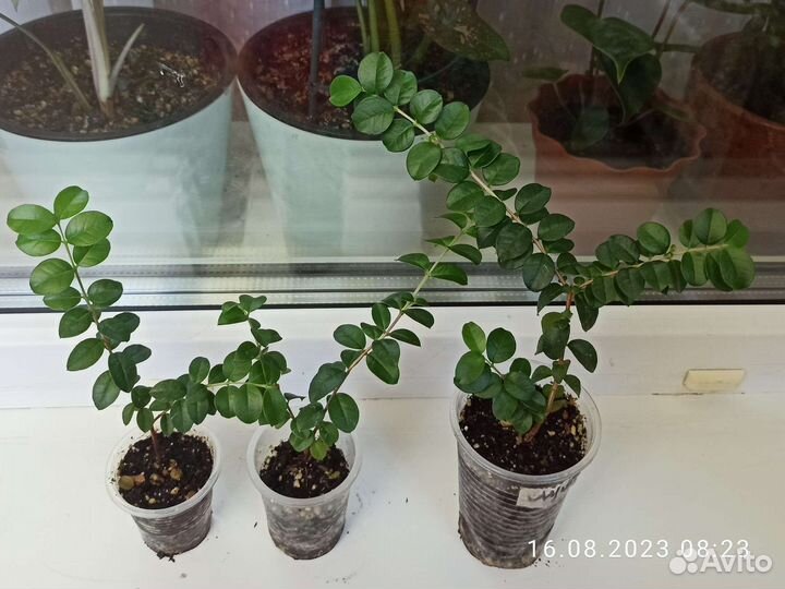 Мирт Лума (Чилийский мирт)