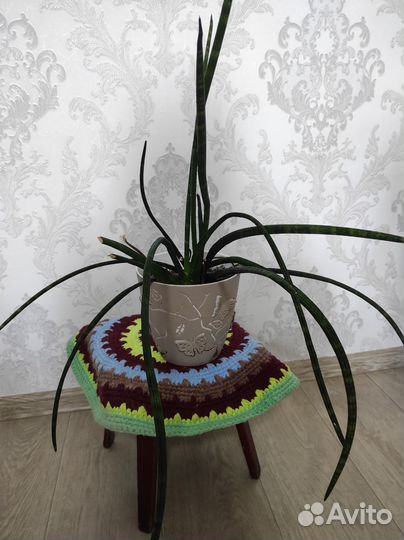 Продажа комнатных цветов