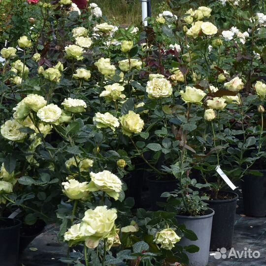Саженцы роз в горшках с зкс