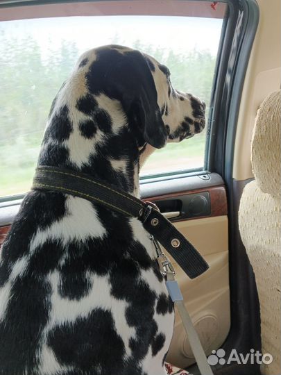 Далматин вязка