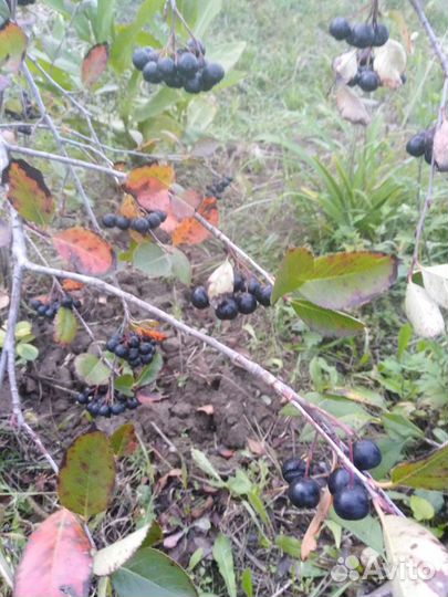 Японская айва- хеномелес, также есть кусты аронии