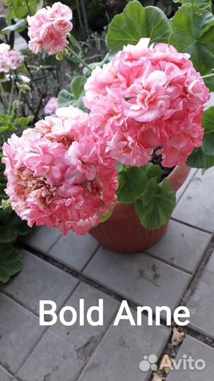 Пеларгония герань