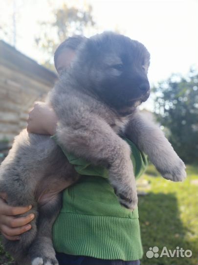Кавказская овчарка