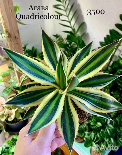 Агава, папуанум, крассула, санса, андромискус