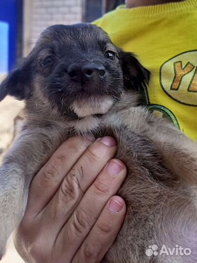 Собаки бесплатно в добрые руки щенки