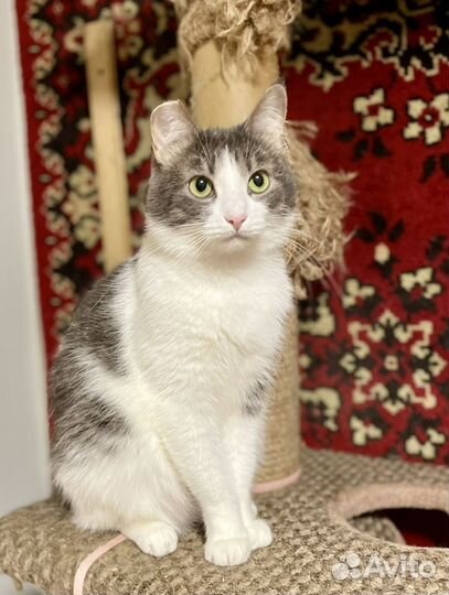 Кошечка Симона