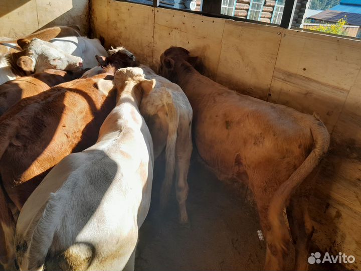 Телята симменталы