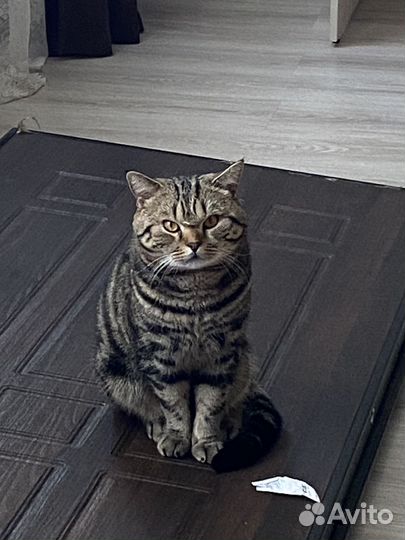 Потерялся кот