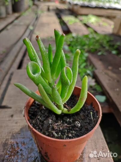 Крассула толстянка