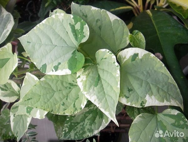 Османтус Строфантус Трахелоспермум Цеструм Телосма