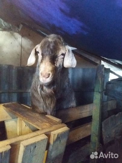 Нубийский козел