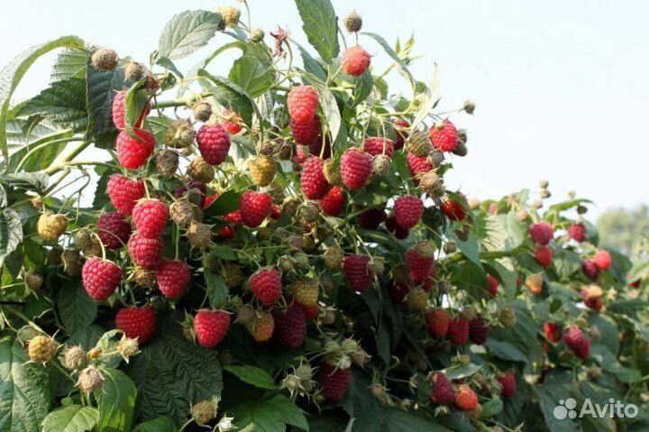 Саженцы малины, ежевики, смородины, калины, сирени