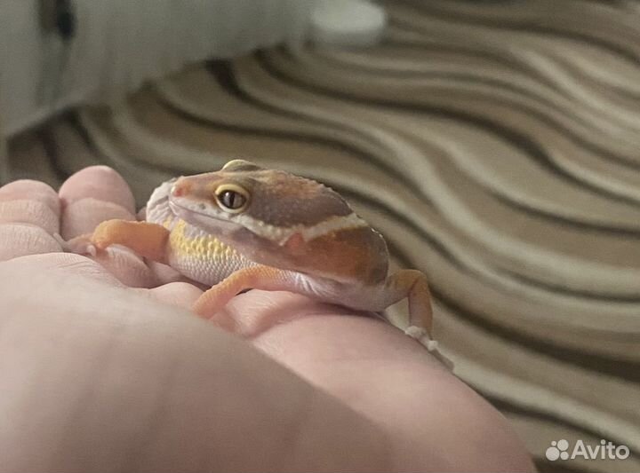 Малыши Эублефара